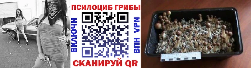 Галлюциногенные грибы мицелий  Купить где  Среднеколымск 